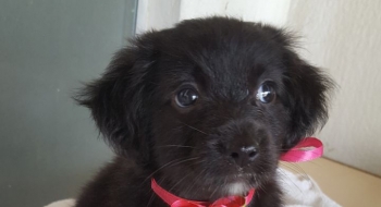 Passeio das Águas Shopping promove Evento de Adoção de Animais